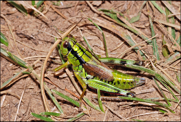 Cavalletta: Kisella alpina oppure Kisella irena